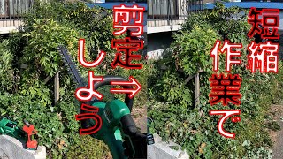 【✂庭木剪定】全く手入れをしていない庭木を時間掛けずに短く刈り上げていきます。太い幹は充電式の電動剪定バサミでカットしていこう【HiKOKI 植木バリカン CH1835DA ハイコーキ】 [upl. by Ahsitauq321]