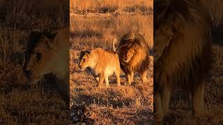 Filming in winter the landscape amp the lions just blend into one colour… burnt African orange [upl. by Allez]