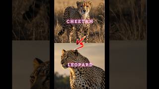 The Surprising Truth About Cheetah and Leopard Battles [upl. by Refotsirhc252]