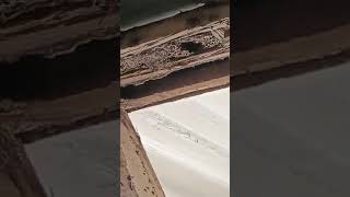 Discovered Termite Damage in Your Home [upl. by Leamaj594]