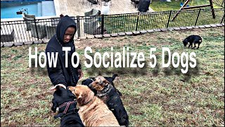 Socializing 5 dogs at once Fearfultimid alphadominance and more [upl. by Merc]