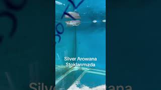 Silver Arowana StoklarımızdaArowana arowanafish Fish Akvaryum aquarium [upl. by Bjork]