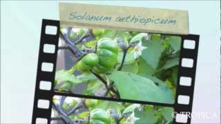 Solanum aethiopicum 13227 [upl. by Mroz904]