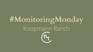 Monitoring Monday on the Koopmann Ranch [upl. by Latricia182]