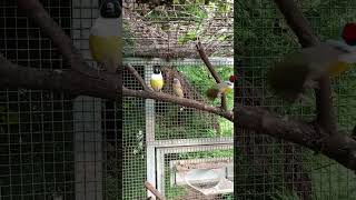 Voliera Gould aviarylife aviaryfinch aviary gouldian [upl. by Gurolinick]