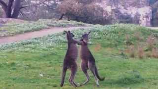 Kangaroo Fight Mount Gambier [upl. by Malinin501]