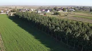 Paulownia FOREST created in 25 years [upl. by Humphrey]