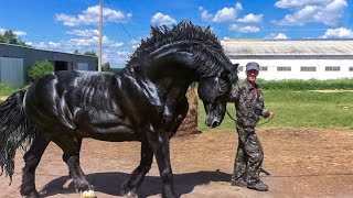 13 des Chevaux les Plus Grands et Puissants de la Planète [upl. by Einnahc69]