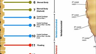 Detailed Anatomy of the Rib Cage  Specific Articulations [upl. by Adnahsed]