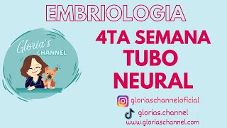 Embriología humana Cuarta semana Tubo neural [upl. by Ahsilrak117]