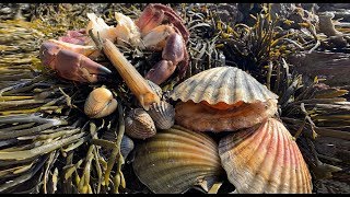 Coastal Foraging  Scallops Cockles Clam and Crab Beach Cook Up [upl. by Adnuhs]