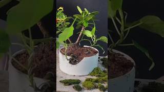 bonsai forest Bot bonsaiBonsaiFig bonsai bonsai gardening figtree bonsaitree ficus fig [upl. by Cumine956]