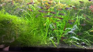 Guppies in Rice Fish Aquarium [upl. by Akir]