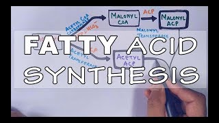 Fatty Acid Biosynthesis  Part II [upl. by Aniale819]