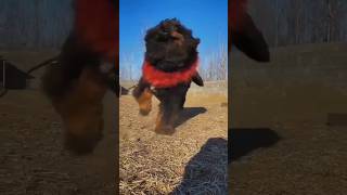 Tibetan mastiff barking [upl. by Derrick]