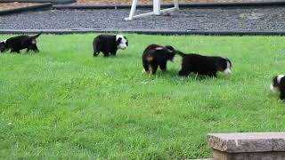 Bernese Mountain Dog Puppies for Sale [upl. by Muna246]