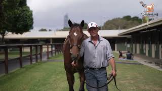 Rob Heathcote discusses our Better Than Ready x One Fire Beach colt March 2024 [upl. by Neemsaj159]