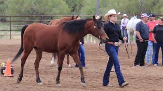 Class 3  Halter GeldingsStallions  Scottsdale Saddle Club  March Horse Show [upl. by Erkan]