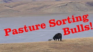 Pasture Sorting Bulls With Stoney  Supreme Hangin Tree Cowdog [upl. by Marjory966]