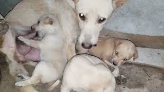 Lula Adorable Puppies are Playing after mom feeding  Lula the cat [upl. by Rediah]