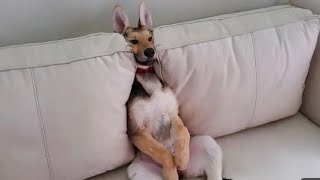 Funniest Cats and Dogs Videos 2024😹🐶🥰😂Hilarious Animal Compilation Nº12 [upl. by Voccola]