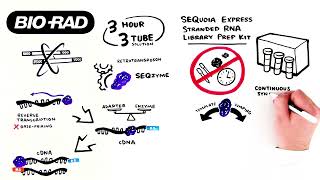 Introducing SEQuoia Express a Novel Stranded RNA Library Prep Kit [upl. by Doowyah837]