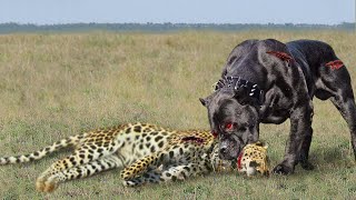 10 Brutal Leopard And Dog Fights Caught On Camera [upl. by Batha]