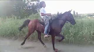 2 year old USTA registered standardbred colt in training [upl. by Alek]