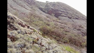 Lānaʻi Axis Deer and Mouflon [upl. by Enetsirhc445]