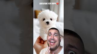 Subscribe for PUPPY ❤️❤️ shortvideo viral funny puppy dog puppies comedy love [upl. by Patman]