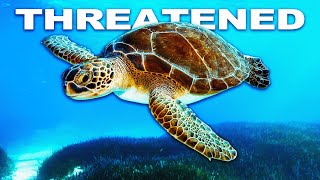 Rescuing Endangered Sea Turtles From Fatal Freezing Temperatures  Preventing Extinction [upl. by Buck]