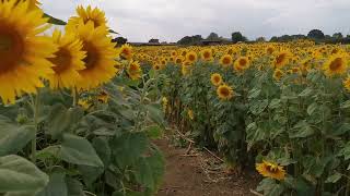 Friday 22nd July 2022 Writtle Sunflowers Pooty Pools Farm Chelmsford [upl. by Yngiram]