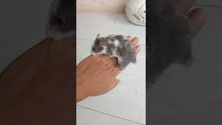 Hamster Syrian varian Black Domspot shorts hamstersyrian [upl. by Mcgee775]