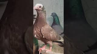 Mukhi pigeons for sell Anand Gujarat Tushar 9601260288mukhipigeon fancypigeon anand tushar [upl. by Zrike519]