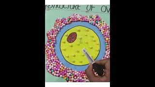 Structure of ovum  Parts of ovum Easy model sciencestars1515 [upl. by Levison]