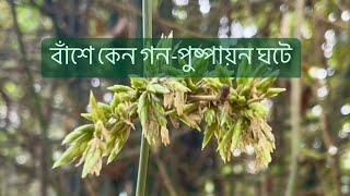 পৃথিবীর সবচেয়ে বড় ঘাসবাঁশে কেন গনপুষ্পায়ন ঘটে [upl. by Nahtnaoj]