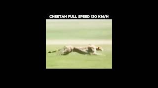 Cheetah fastest animal in the world 🔥💪 cheetah cheetahspeed fastestanimal [upl. by Akit]