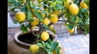 How to Grow Fruit Trees in Containers Complete Guide [upl. by Aratak]