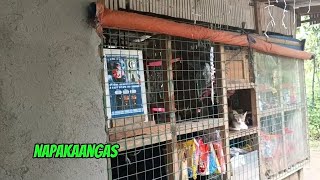 PROFIT SHARING NG PISOWIFI SA BRGY MASALUKOT 2 CANDELARIA QUEZON [upl. by Erreid]