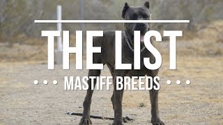 THE LIST TOP MASTIFF DOG BREEDS [upl. by Niletak]