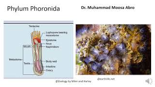 Phylum Phoronida [upl. by Anigger]