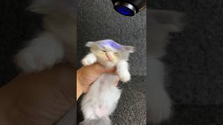 Cute kitten first time bathing kitten catlover kucinglucu anakkucing [upl. by Navonod623]