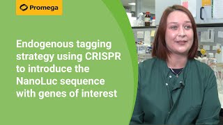 Endogenous tagging strategy using CRISPR to introduce the NanoLuc sequence with genes of interest [upl. by Aicittel]