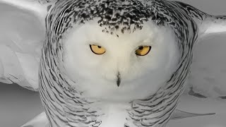 Snowy Owl  CHIONE [upl. by Sanez70]