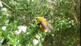 Carpenter bee Xylocopa caffra [upl. by Mailliwnhoj75]