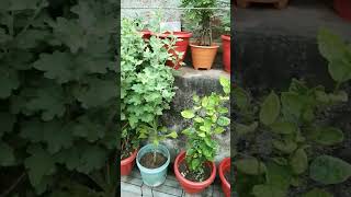 gardening plants garden flowers li love plants 💕 [upl. by Warden]