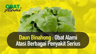 JARANG DIKETAHUI Kandungan dari Daun Binahong  Nutrisi Alami [upl. by Eldnik]