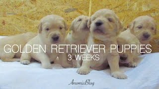 Golden Retriever Puppies  3 weeks  AnomisBlog [upl. by Eissolf]