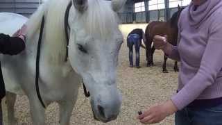 Horses choose aromatherapy oils at Reach Out to Horses Reiki class [upl. by Acirea481]