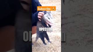 Opossum  धानी पशु 🤯 shorts facts factshorts factsinhindi dadajifacts opossums opossum [upl. by Bonucci]